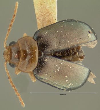 Media type: image;   Entomology 33889 Aspect: habitus dorsal view